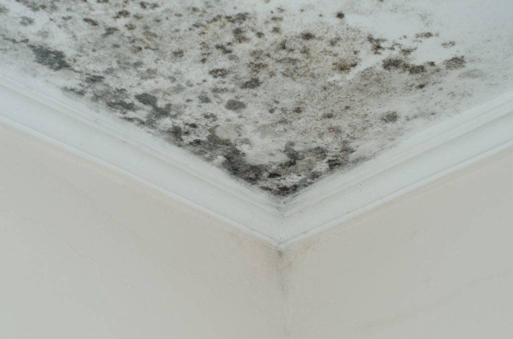 mold in hotel room