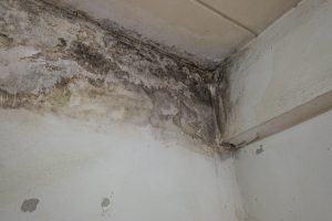 mold remediation in Columbus schools