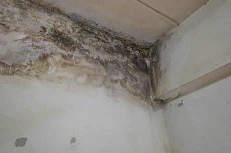 mold remediation in Columbus schools