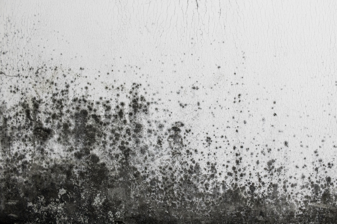 mold removal