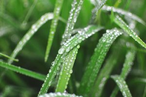 home flooding hazards - droplets on grass