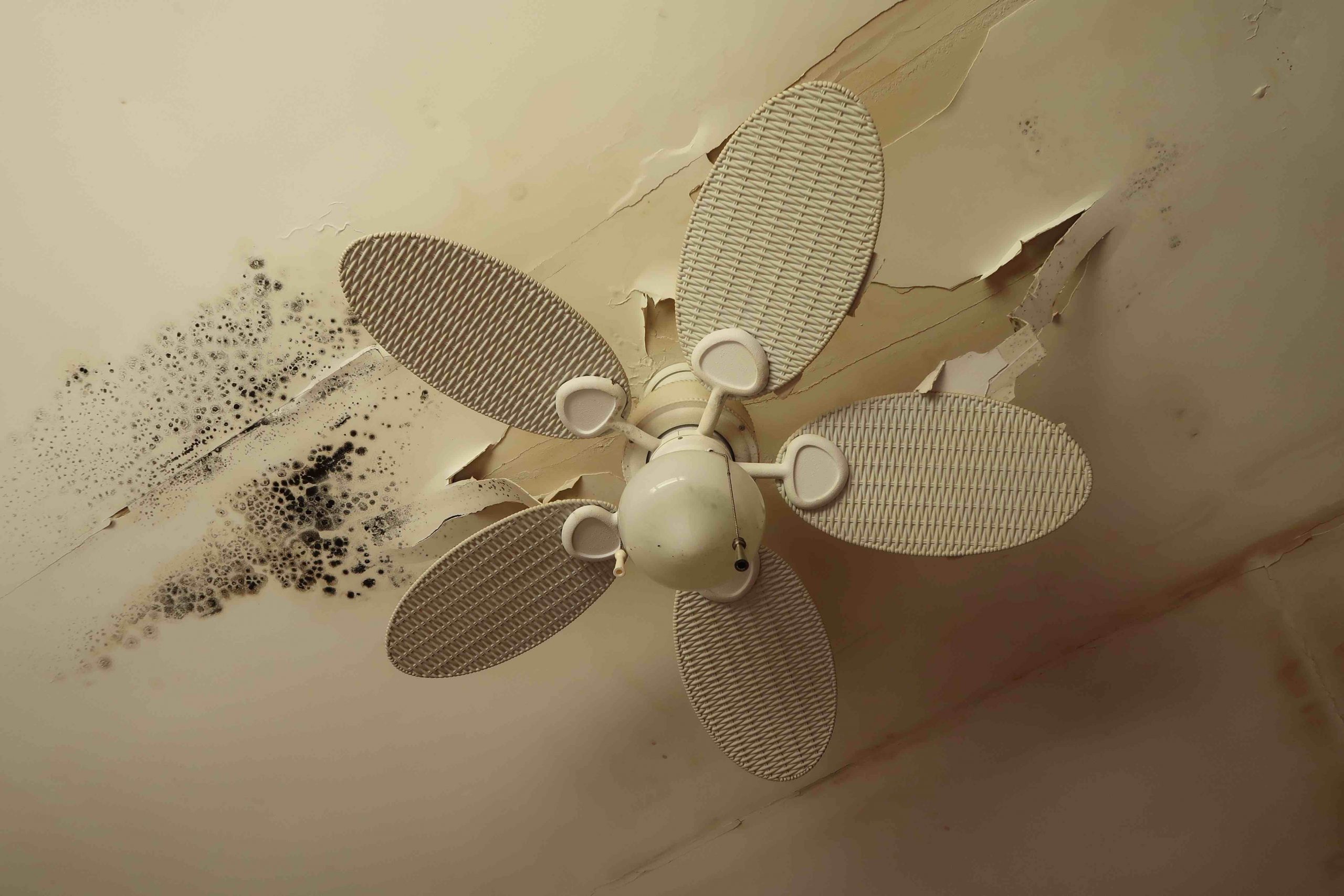 Mold Cleanup and Prevention in The Woodlands: Professional Tips for a Healthier Home