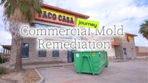 mold response