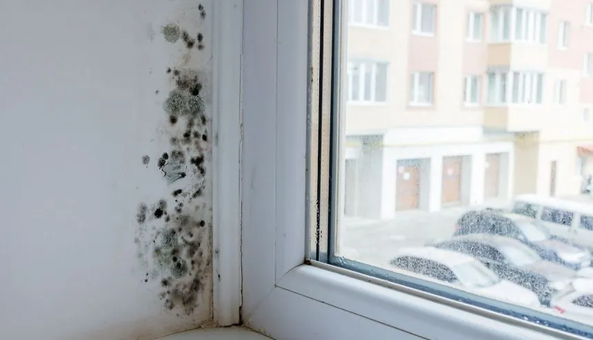 mold on the wall