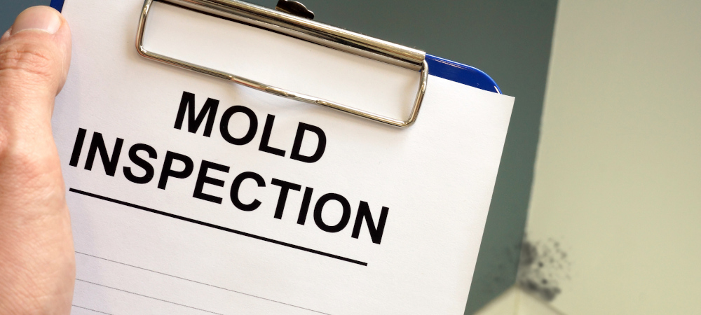 Common Misconceptions About Mold