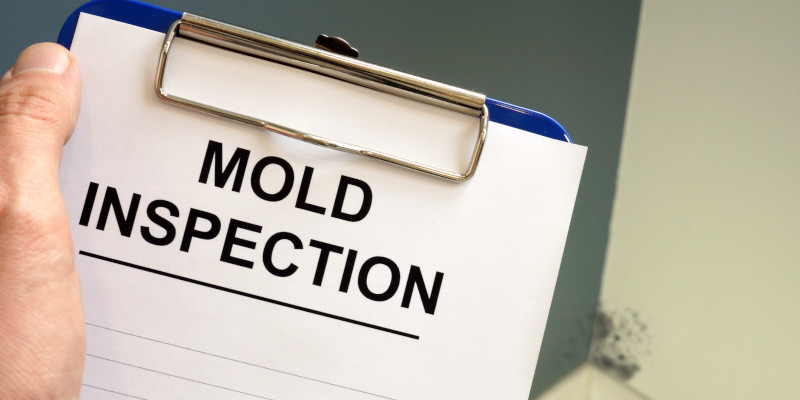 Why Mold Inspections are Important