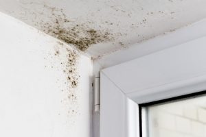3 Signs You Have a Mold Problem