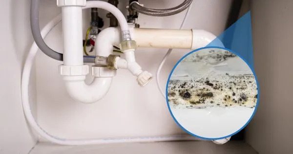 Leaking pipe under a sink leading to early mold formation on the cabinet floor