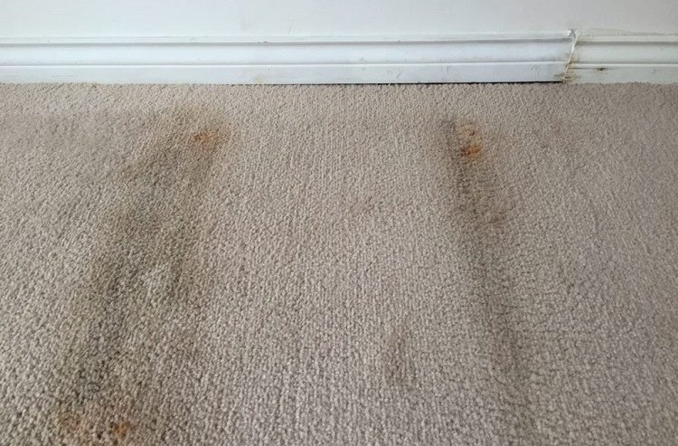 Carpet surface appearing dry with moisture underneath