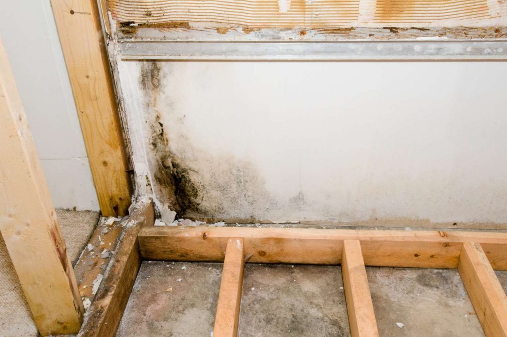 mold growth behind drywall residential home Louisiana