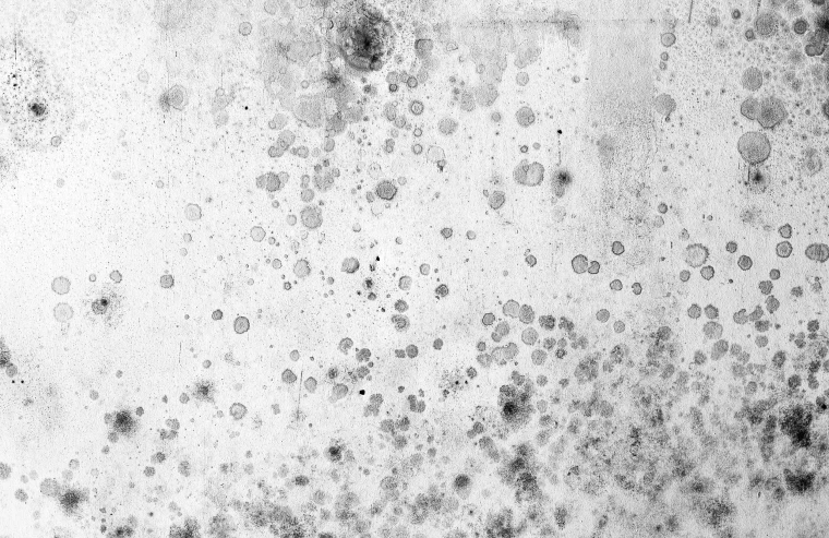 Visible mold growth on a bathroom wall in a Covington Louisiana home requiring removal