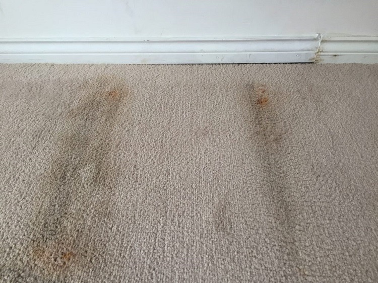 Carpet surface appearing dry with moisture underneath