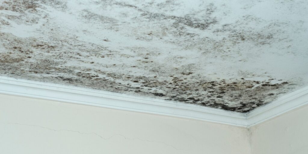 Mold remediation in progress inside a sunroom addition on a Mandeville LA home showing moisture damage on walls and ceiling from chronic humidity exposure