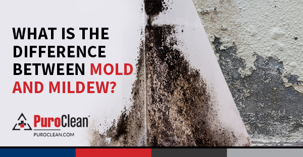 mold mildew wall