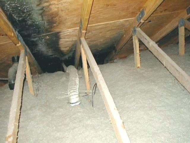 attic mold