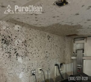 Extensive black mold growth covers the walls and ceiling above laundry appliances in a damaged room.