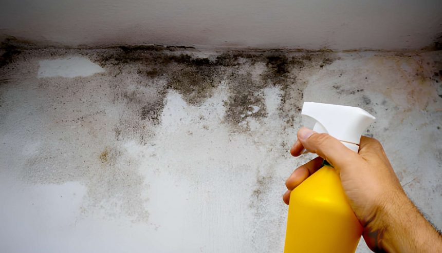 Mold Removal in Rock Island