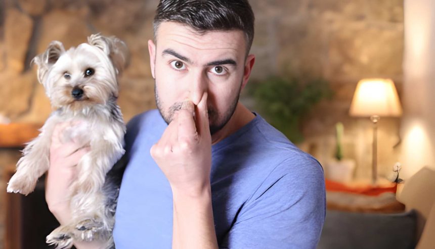 How to Get Rid of Pet Odor in Davenport