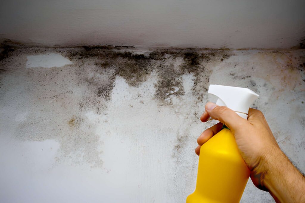 Mold Removal in Rock Island