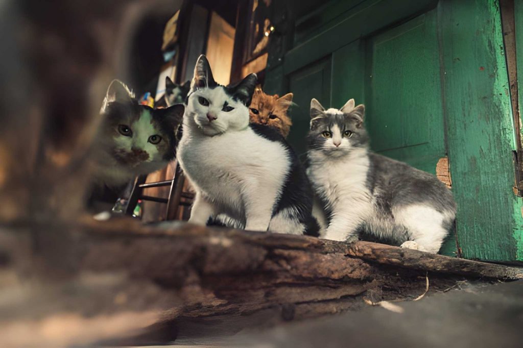 Animal hoarding cleanup in Davenport