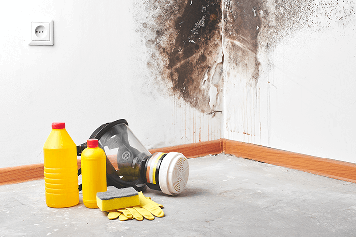mold remediation