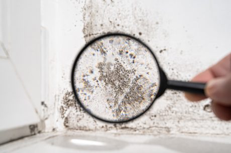 A hand holds a magnifying glass over black mold on a white wall