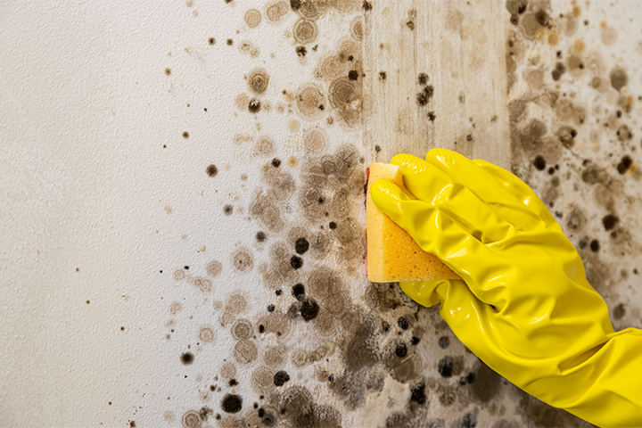 Black Mold