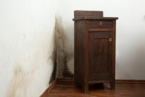 mold