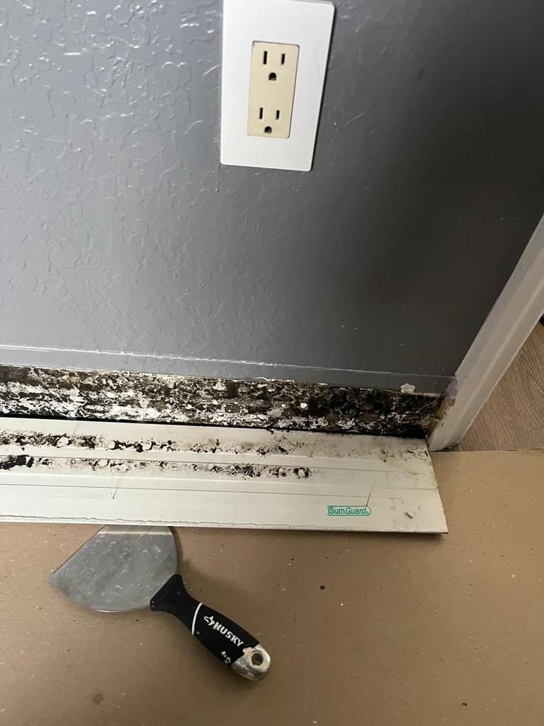 Mold behind baseboard, caused by a leak in Deerfield Beach, Florida.