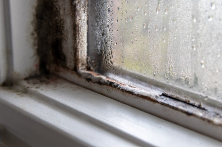 How to Get Rid of Mold on Windows