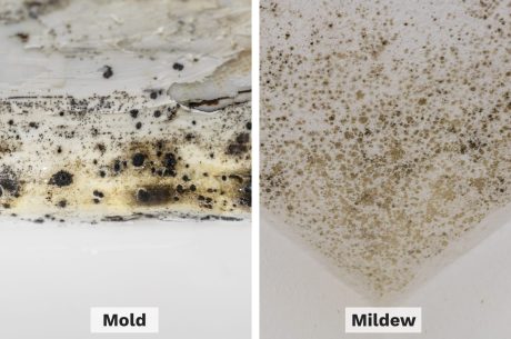 Mold vs Mildew