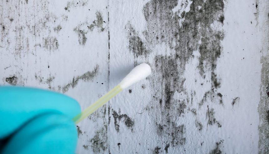 Mold Inspection Service In New Jersey