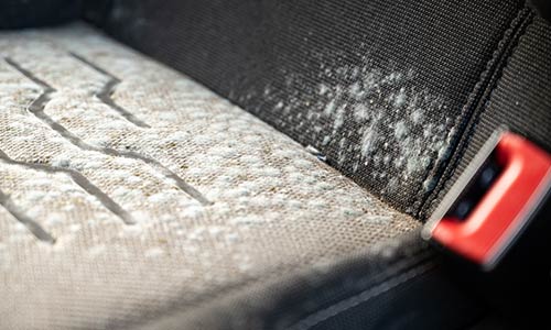 How To Remove Mold from Your Car