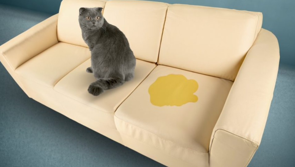 How to Get Rid of Cat Pee Smell in Your Home PuroClean Emergency Fire
