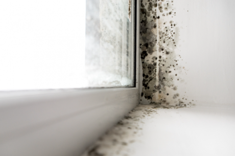 Long-Term Effects of Black Mold on Children and Pets