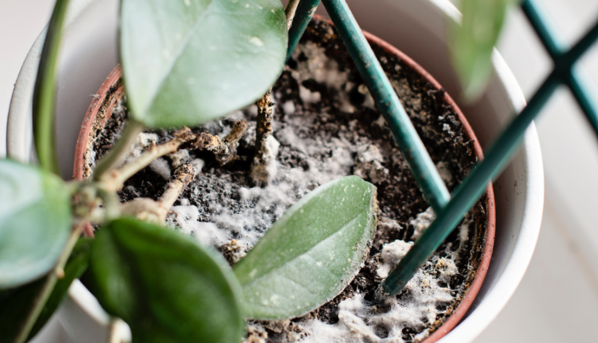 How to Treat and Prevent Mold in Household Plants