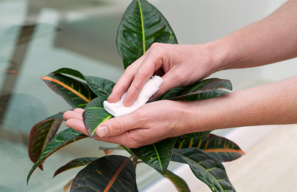 How to get rid of Mold in Household Plants