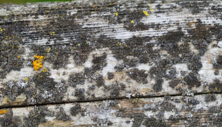 What Kills Mold on Wood? (Tips to Remove Fast)