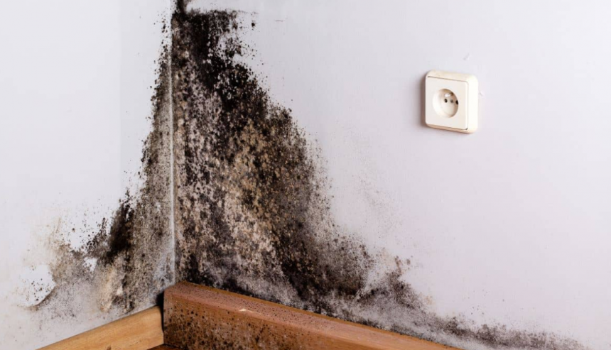 What Kills Mold Permanently On Wood or in a House?