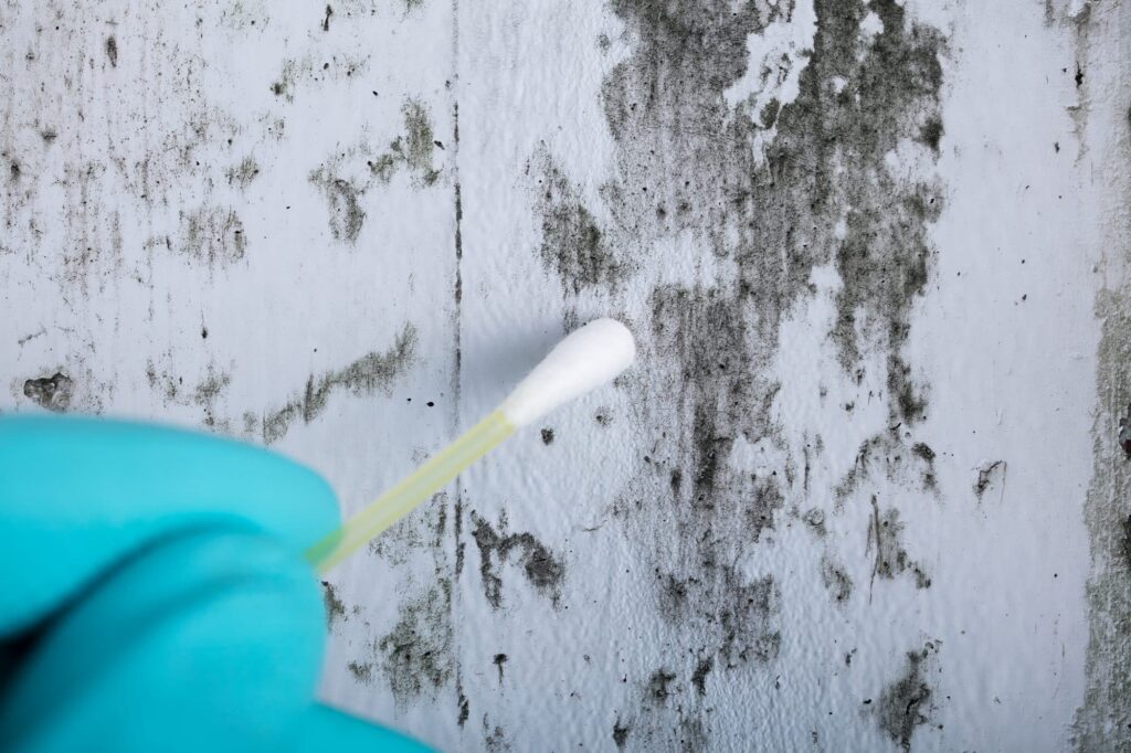 mold inspection