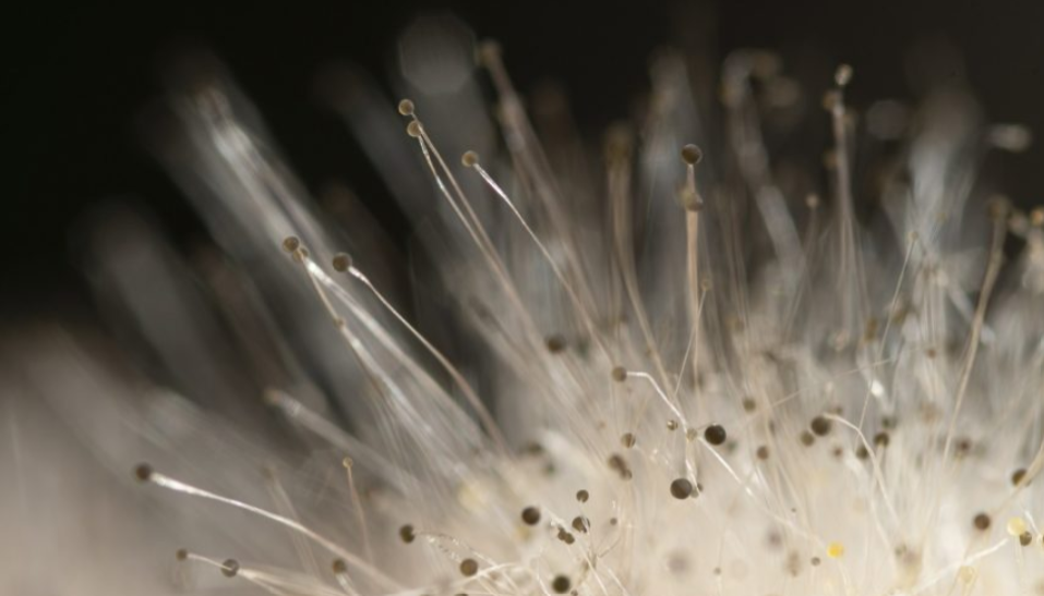 How Long Does it Take for Mold to Grow