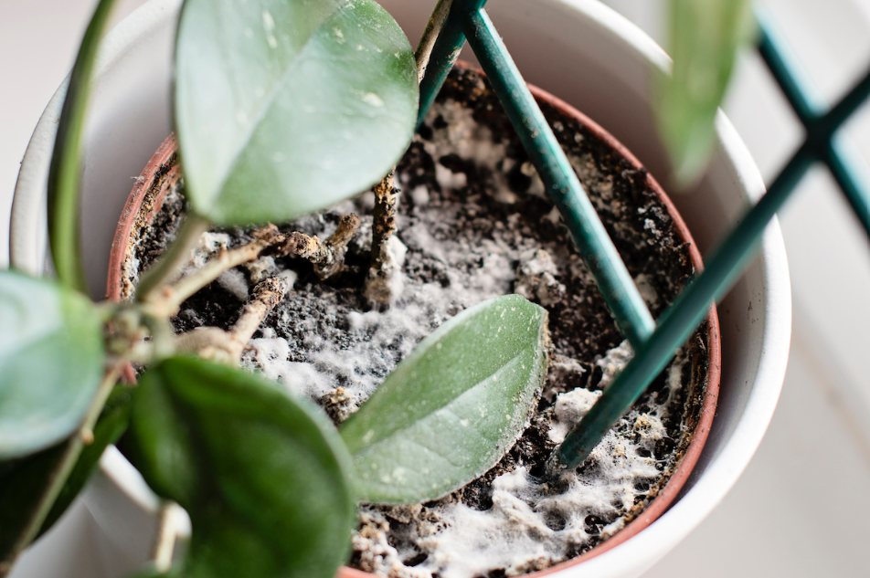 How to Treat and Prevent Mold in Household Plants