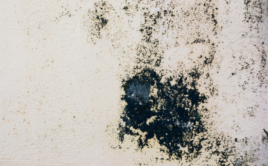10 Warning Signs of Mold Toxicity