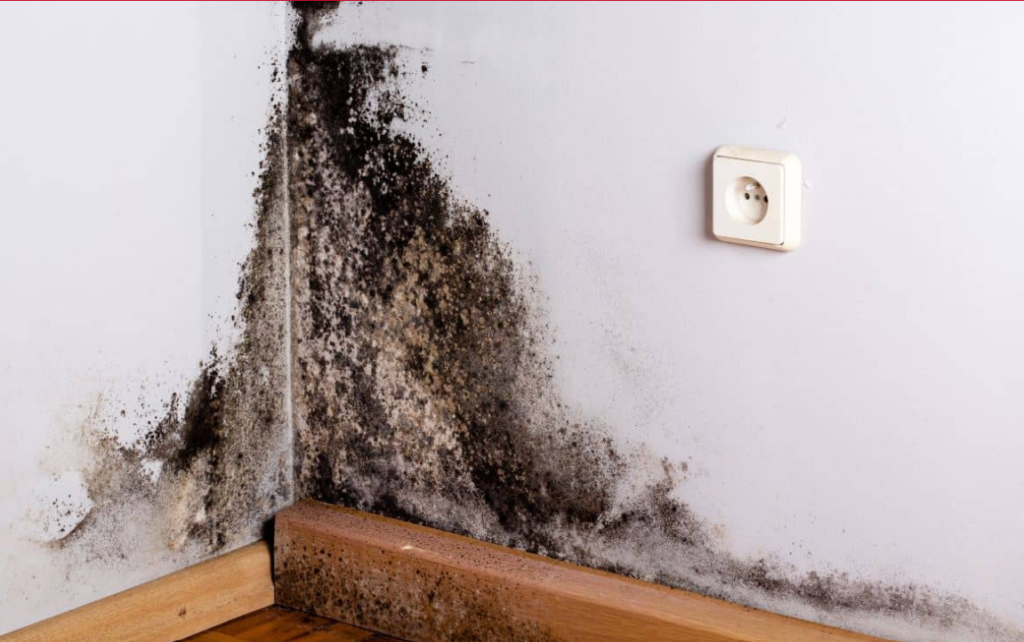 What Kills Mold Permanently On Wood or in a House?