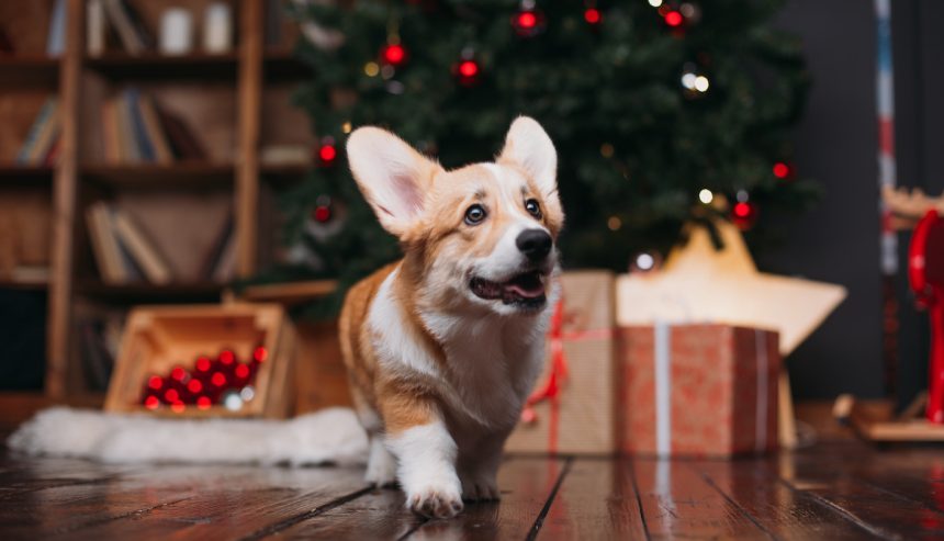 pet safety