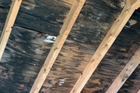 attic mold