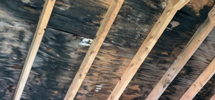 attic mold