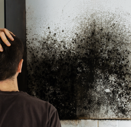 black mold cleanup doylestown