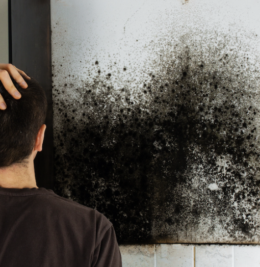 How Fast Mold Grows After Water Damage Philadelphia Homes