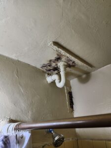Dark mold growth surrounds a white drain pipe on a textured bathroom ceiling and wall. TITLE: